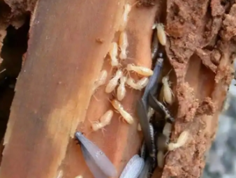 亭湖白蚁防治公司分享家庭常态化防虫养护，打造长效无蚁宜居环境